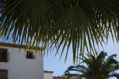 Low angle view of palm tree against sky