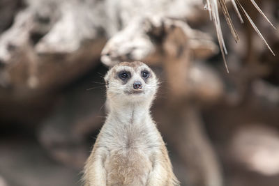 Close-up of meerkat