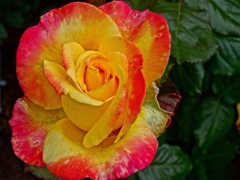 Close-up of red rose