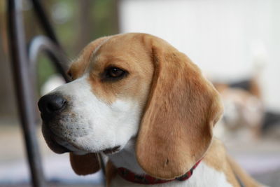 Close-up of dog looking away