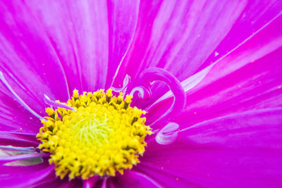 Close-up of pink flower blooming outdoors