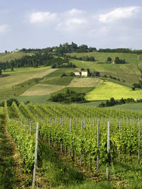 Scenic view of vineyard against sky