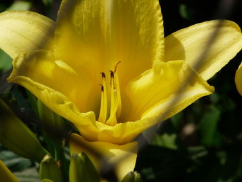 Close-up of yellow day lily blooming outdoors