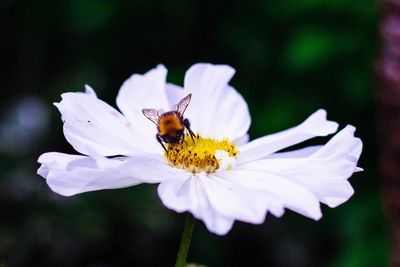 Close-up of bee pollinating on flower