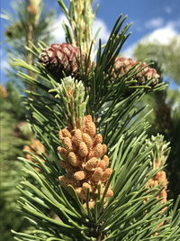 Close-up of pine cone on tree