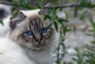 Beautiful blue eyes of a cat