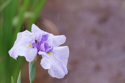 Close-up of purple flowering plant