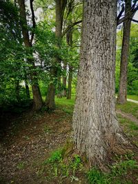 Trees growing in forest