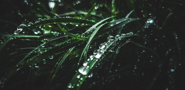 Close-up of wet plant