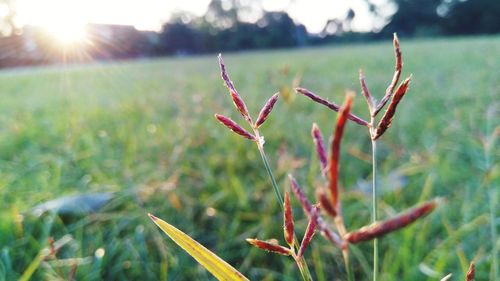 Close-up of plant growing on field against sky