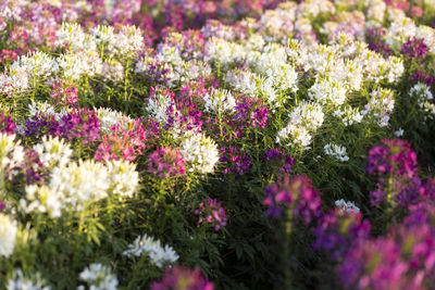 Close-up of purple flowering plants on field