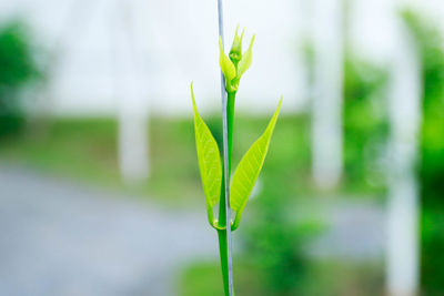 Close-up of fresh green plant