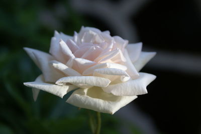 Close-up of white rose blooming on field