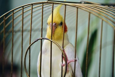 Close-up of parrot in cage