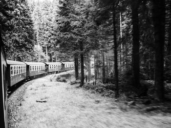 Trees in forest