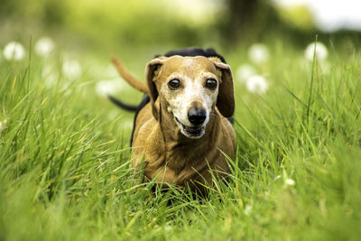 Portrait of dog on field