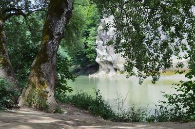 Scenic view of trees by river