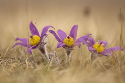 Close-up of purple crocus flowers on field