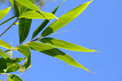 Low angle view of leaves against clear blue sky