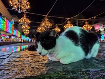 Close-up of a cat looking away