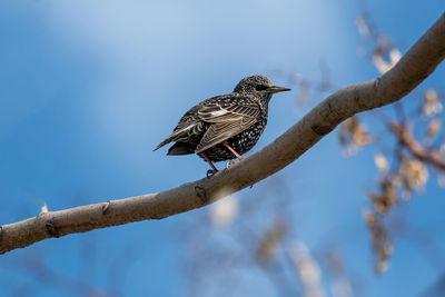 Low angle view of bird perching on branch