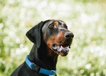 Big black doberman in sunny day 