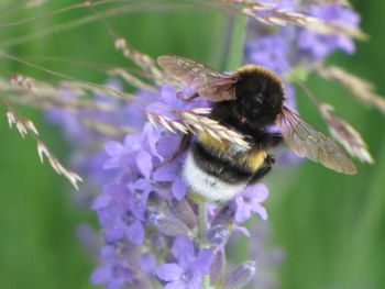 Close-up of bee pollinating on purple flower