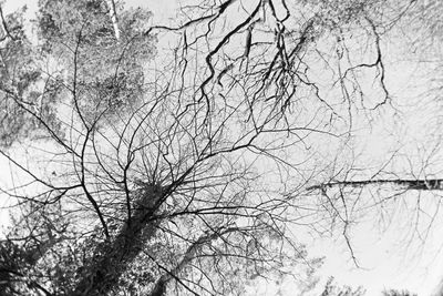 Low angle view of bare tree against sky