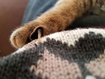 Close-up of cat on sweater 