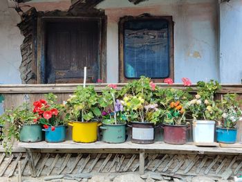 Potted plants outside house