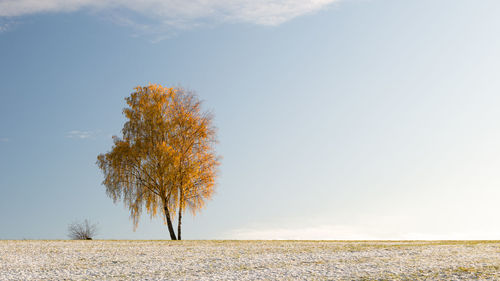 Tree on field against sky