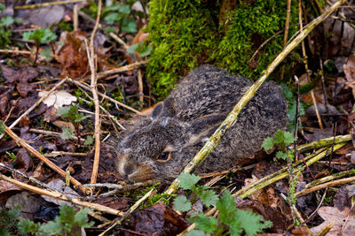 Close-up of snake on field in a forest