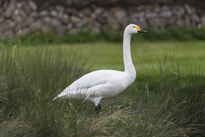 Close-up of swan on grass by lake