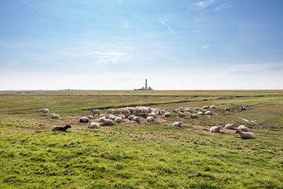 Sheep on grassy field against sky