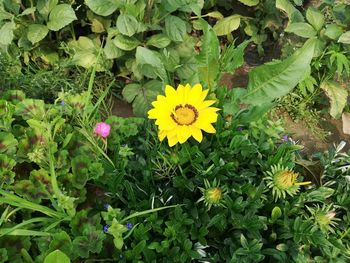 High angle view of yellow flowering plants