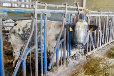 View of cows in pen