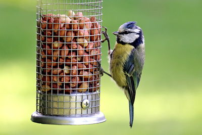 Close-up of bird perching on metal