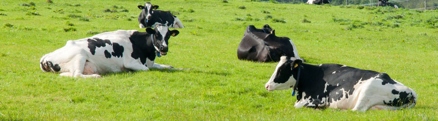 Cows grazing on field