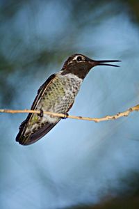 Close-up of bird perching on wall
