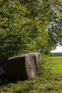 View of tree in field