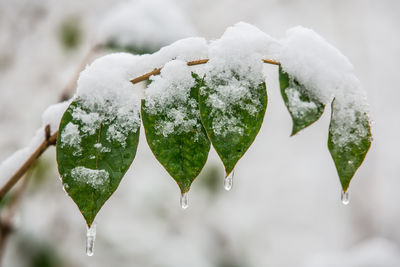 Close-up of snow on plant during winter