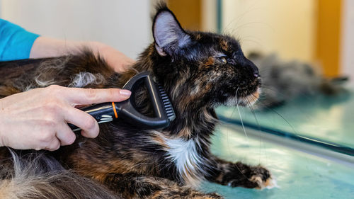 Cat washing and grooming close up getting professional service at pet salon by groomer