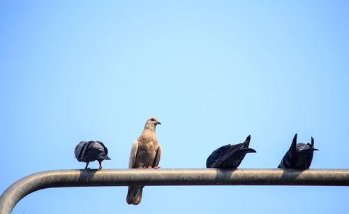 Low angle view of birds perching against clear sky