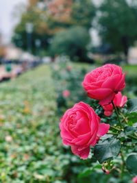 Close-up of pink rose