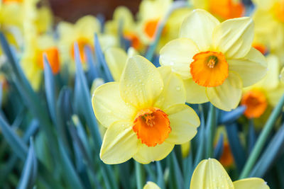 Close-up of yellow flowering plant