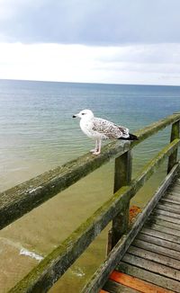Seagull perching on wooden post in sea against sky
