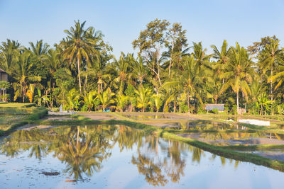 Scenic view of palm trees against sky