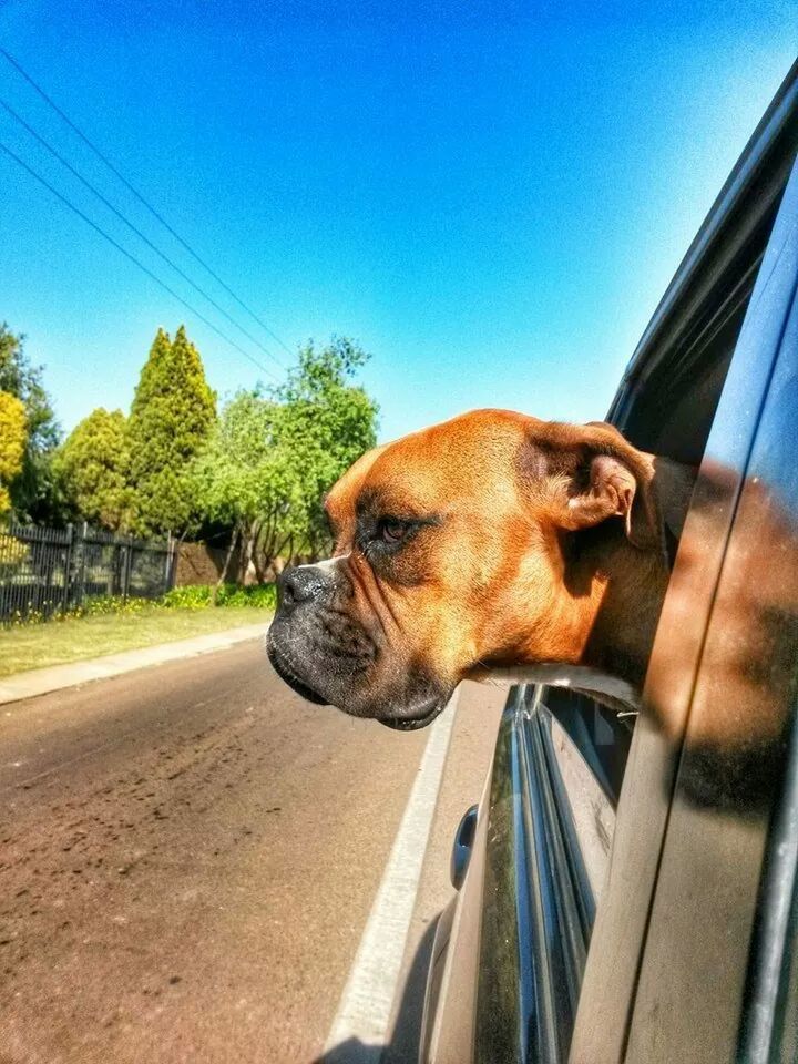 domestic animals, one animal, mammal, animal themes, clear sky, dog, transportation, pets, road, car, blue, mode of transport, land vehicle, tree, sunlight, sky, animal head, day, street, brown