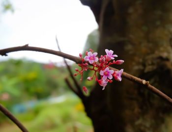 Close-up of pink cherry blossom on tree