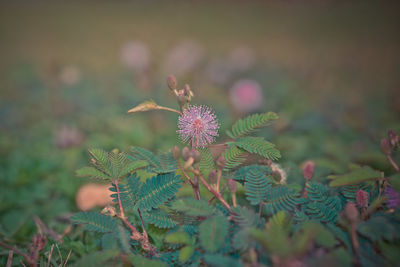 Close-up of purple flowering plant